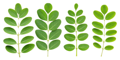 Moringa leaf collection with fresh green leaves arranged in row showing natural texture and vibrant color for healthy plant concept png