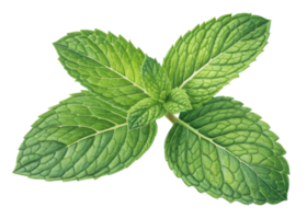 Fresh mint leaf cluster with vibrant green leaf texture and natural veins creating refreshing and lively botanical image full of life and color png