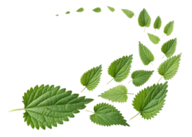 Nettle leaf arranged in swirling pattern showing various sizes of fresh green leaves with detailed veins and serrated edges png