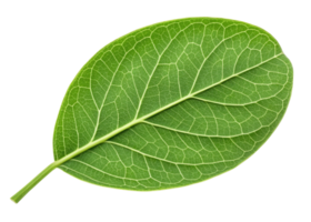 Moringa leaf with vibrant green color and detailed vein structure showing natural freshness and healthy plant life in close up view png