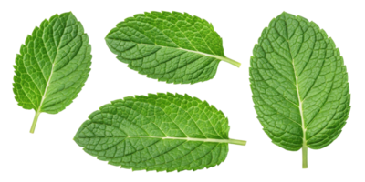 Fresh mint leaf close up with detailed texture and vibrant green color isolated on transparency background for natural and healthy concept png