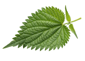 Fresh green nettle leaf with serrated edges and visible veins isolated on transparency background showing natural texture and vibrant color png
