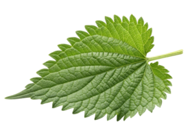 Fresh green nettle leaf with detailed veins and serrated edges isolated on transparency background showing natural texture and vibrant color png