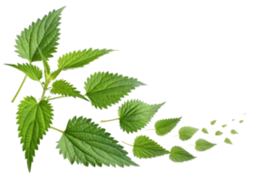 Nettle leaf with vibrant green color arranged in dynamic pattern showing natural texture and fresh botanical beauty png