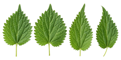 Nettle leaf close up with detailed texture and vibrant green color showing natural veins and serrated edges in fresh botanical display png