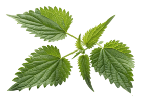 Nettle leaf with serrated edges and visible veins showing natural green texture and fresh appearance in close up view png