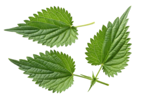 Fresh green nettle leaf with detailed veins and serrated edges creating natural and vibrant texture in this close up image png