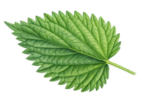 Close up of green nettle leaf showing detailed veins and serrated edges with fresh natural texture and vibrant color png