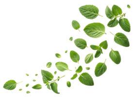 Fresh oregano leaf scattered in natural arrangement showing vibrant green color and texture, perfect for culinary and herbal use png
