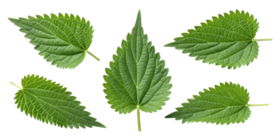 Nettle leaf collection with fresh green texture and serrated edges showing natural plant details and vibrant color in isolated view png