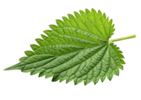 Fresh green nettle leaf with serrated edges and visible veins showing natural texture and vibrant color in close up view png
