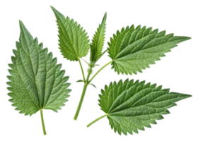 Nettle leaf with serrated edges and visible veins showing natural texture and vibrant green color in close up isolated on transparency background png