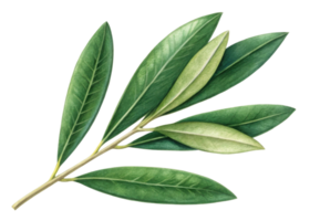 Olive branch with green leaf showing natural texture and fresh look perfect for botanical design and nature themes png