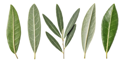 Olive leaf collection with various shapes and textures showing natural green and gray tones in fresh and vibrant display png