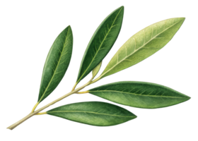 Olive leaf branch with vibrant green leaves showing natural texture and veins in fresh and lively arrangement png