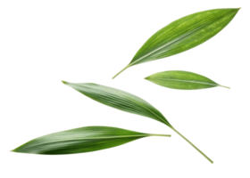 Fresh pandan leaf with vibrant green color and natural texture isolated on transparency background showing beauty of pandan leaf nature png