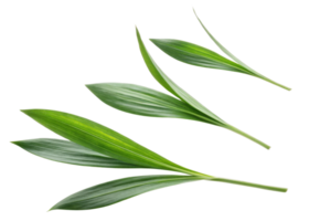 Pandan leaf with fresh green texture isolated on transparency background showing natural beauty and vibrant color png