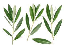 Olive leaf branches with fresh green leaves isolated transparency background showing natural texture and vibrant color simple botanical arrangement png