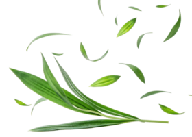 Green pandan leaf with fresh leaves flying around in natural light creating lively and refreshing atmosphere png
