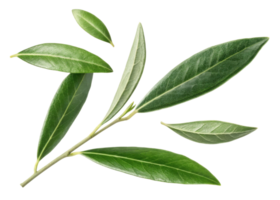 Olive leaf branch with fresh green leaves showing natural texture and veins in bright and lively arrangement on transparent background png