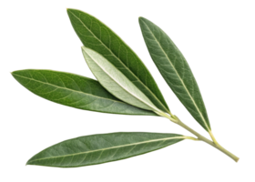 Olive leaf branch with vibrant green leaves showing detailed texture and veins in natural fresh look perfect for botanical themes png