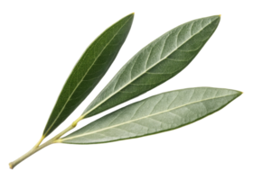 Olive leaf with detailed texture and natural green color isolated transparency background showing beauty of nature and plant life close up view png