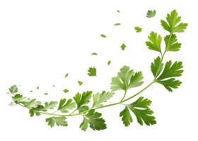 Fresh parsley leaf with small leaf pieces floating around in natural green color creating lively and fresh atmosphere png
