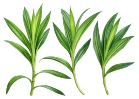 Fresh pandan leaf with vibrant green color and long slender shape perfect for cooking and decoration use in natural settings png