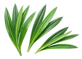 Fresh pandan leaf with vibrant green color and smooth texture perfect for cooking and decoration with natural beauty png