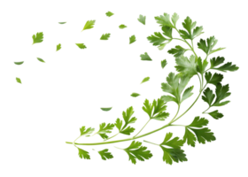 Fresh parsley leaf with scattered small leaves isolated on transparent background creating natural and lively design element png