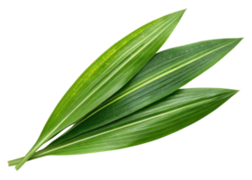 Fresh pandan leaf with vibrant green color and smooth texture perfect for cooking and decoration in tropical settings png