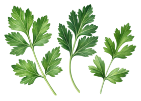 Fresh parsley leaf with vibrant green color and natural texture perfect for culinary use and healthy dishes png