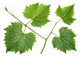 Grape leaf with detailed veins and fresh green color showing natural texture and beauty in close up isolated on transparency background png