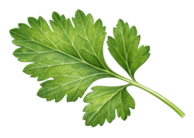 Fresh parsley leaf with vibrant green color and detailed veins perfect for culinary use and natural decoration png