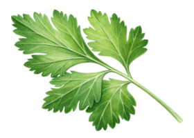Fresh parsley leaf with vibrant green color and detailed veins showing natural texture and freshness in single isolated leaf png