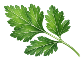 fresco verde salsinha folha com detalhado veias e textura isolado em transparência fundo mostrando natural beleza e frescor png