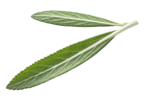 Fresh rosemary leaf with detailed texture and vibrant green color isolated on transparency background for natural and herbal design png