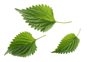 Fresh green perilla leaf with detailed texture and serrated edges isolated on transparency background showing natural beauty and vibrant color png
