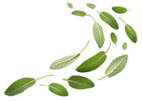 Fresh sage leaf collection with natural texture and vibrant green color isolated on transparent background for herbal and culinary use png
