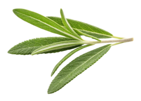 Fresh rosemary leaf with vibrant green color and textured surface perfect for culinary and herbal use png