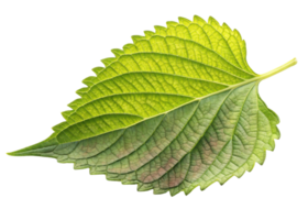 Fresh green perilla leaf with detailed veins and serrated edges showing natural texture and vibrant color in bright light png