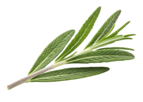 Fresh rosemary leaf with textured green foliage and woody stem, perfect for culinary use and adding aromatic flavor to dishes png