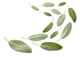 Fresh sage leaf collection with natural texture and vibrant green color perfect for culinary and herbal use png
