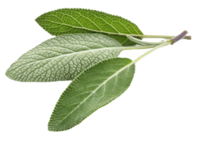 Fresh green sage leaf with textured surface and natural veins isolated on transparency background showing herbal detail and vibrant color png