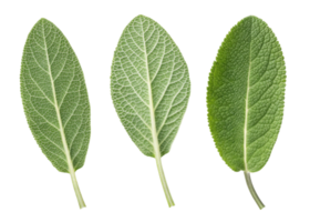 Fresh sage leaf close up with detailed texture and veins isolated on transparency background showing natural green color and organic shape png