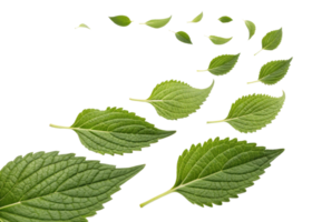 Sesame leaf collection with various sizes and fresh green texture floating on transparent background in natural light png
