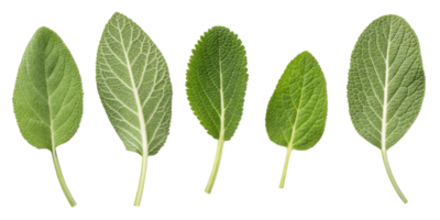 Fresh green sage leaf collection with natural texture and veins isolated on transparency background for herbal and culinary use png