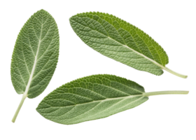 Fresh green sage leaf close up with detailed texture and natural veins isolated on transparency background for herbal and culinary use png