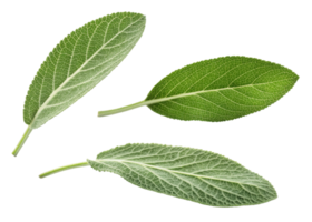 Fresh green sage leaf close up with detailed texture and veins isolated on transparency background for natural herbal design png