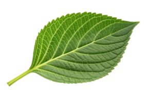 Green leaf with detailed veins and serrated edges isolated on transparency background showing natural texture and fresh sesame plant leaf png